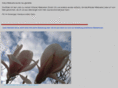 dh7.org