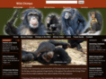 wildchimps.com