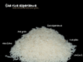riceexperience.com