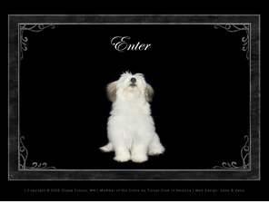 olywacotons.com: Olywa Cotons: welcome
Malagassy Coton puppies- Coton de Tulear breeder