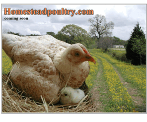 homesteadpoultry.com: Johnsonville Ranch home page
