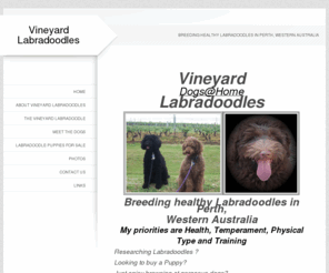 vineyardlabradoodles.com: labradoodles
Labradoodles, puppies