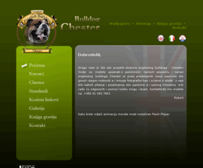 bulldogchester.com: Chester - English Bulldog
