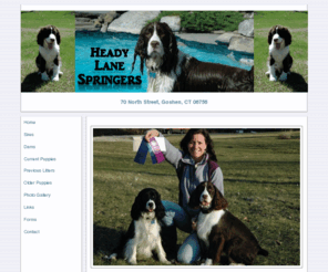 headylanespringers.com: Heady Lane Springers
HeadyLaneSpringers.com - Springer Puppies