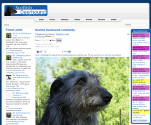 scottish-deerhounds.com: Scottish Deerhound Community.
Advice and experience from Deerhound owners and Deerhound breeders all over the world. Everyone welcome, for the love of Deerhounds join us! Scottish Deerhound forum, directory, videos, pictures, chat and more.