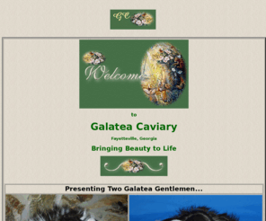 galateacaviary.com: Home Page
