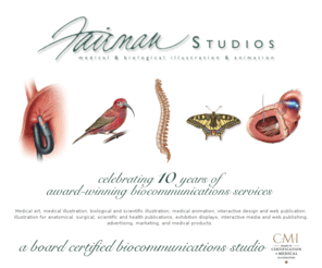 fairmanstudios.net: Fairman Studios - Medical Art, Medical Illustration, Scientific & Biological Illustration, Medical Animation
Specializing in traditional & digital media for medical illustration, animation, interactive media & web design.
 Medical Illustration and Scientific illustration on line portfolio. Medical Art. Boston, Massachusetts, Waltham, New England,  Jennifer Fairman is a certified medical illustrator and member of the AMI, the Association of Medical Illustrators.