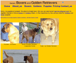 Golden Retriever Puppies For Sale Melbourne Australia ...