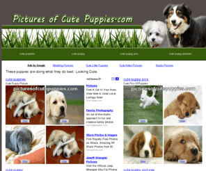 picturesofcutepuppies.com: Pictures of Cute Puppies | Cute Dogs
Pictures of puppies looking as cute as they possibly can.