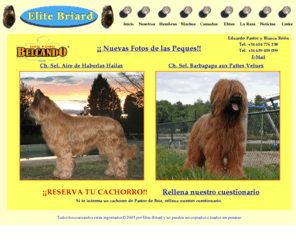 pastordebrielosniegos.es: Elite Briard - Nuestros perros
brie, briard, elite briard, berger de brie, pastore della brie