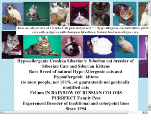 siberian-catbreeder.net: croshka siberian cats and kittens
siberian cat for sale, siberian cattery, siberian breeder, hypo-allergenic cat, siberian kitten breeder,