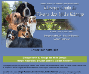 lerivagedesmilleetangs.com: Elevage de Berger Australien, Bouvier Bernois, Golden Retriever en Franche-comté
Elevage de chiens,chiots, Berger Australien,Bouvier Bernois,Golden Retriever en franche-comté