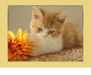 bkh-zucht.com: Drea´s BKH Hobbyzucht
Hier zeigen wir euch unsere Zuchttiere, Kitten und wissenswertes zu diesen schönen Katzen und zur Haltung