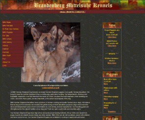 bmk.org.uk: Brandenberg-Mittelsuhr German Shepherd Dog (GSD) kennels & breeders
German Shepherd Dog (GSD) kennels and breeders, breeding German Shepherd Dogs and Puppies with German bloodlines, sound temperament, high drives, working character and red/black colour. German Shepherd Puppies and young German Shepherd Dogs available to approved homes