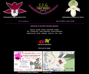 efgorchids.com: EFG Orchids, orchids for hobby and commercial growers - Welcome
EFG Orchids, providing superb flowers to florists and gardeners