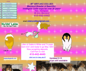 mtairycollies.com: WWW.MTAIRYCOLLIES.COM,Collie Puppies MT AIRY COLLIES, Maryland breeder rough collie pups -collie puppies for sale
Mt Airy Collies Maryland breeder of Beautiful,Intelligent, collie puppies in sable & white, tri, blue merle and color headed whites. 301-854-5610