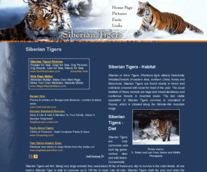 siberian-tigers.com: Siberian Tigers
General resource on the endangered status, habitat, range, and diet, including a selection of Siberian Tiger pictures and informational links.