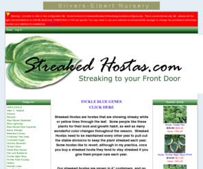 streakedhostas.com: Streaked Hostas!, Streaking to your front door
Streaked Hostas! :  - Athena Mardi Gras Parade Sea Prize Streakin in Alabama Sweet Essence Gunthers Prize Blizzard Blue Mouse Ears Supreme Brave Attempt Breeders Choice Christmas Tree Gala Dorothy Benedict Dorset Clown Fickle Blue Genes Fire and Brimstone Galaxy Grecian Lace Lakeside Mom Lakeside Fantasy Fulfilled Lakeside Knick Knack Lakeside Reflecting Glass Lakeside Zing Zang Praise Him Promise Land Ray of Hope Red Cloud Potomac Pride Splashed Rotini Streakin in Ohio Topo Gigio Whoopee White Feather Renaissance Blue Blazes Splashed Lakeside Prophecy Fulfilled Korean Snow Stargate Streakin in Nebraska Iron Gate Supreme Rosedale Blendmaster Allen C. Haskell Blue Vision Supreme Blue Lightning Foxfire Palm Sunday Cirrus Cloud Confused Angel Kenn's Little Blue Lightning Lakeside Scamp Streaked Foxfire Night Skye hostas, hosta, streak hosta, streaked hostas, streaked leaf hosta, streakin hosta, streakin in, outrageous hosta, red cloud hosta, fire and brimstone hosta, blizzard hosta, athena hosta, blue mouse ears supreme, brave attempt, breeders choice, christmas tree gala, dorothy benedict, dorset clown, fickle blue jeans, galaxy hosta, gunthers prize, grecian lace, lakeside mom, lakeside prophecy, lakeside reflecting glass, oh audrey, promise land, ray of hope, rotini, sea prize, topo gigio, warwick essence, whoopee, lakeside zing zang, strawberry swirls, monopoly, charlottes web, don quixote, marbled cream, allen c haskell, hugo data, streakin in georgia, streakin in ohio, streakin in alabama, candle glow, color fantasy, streakin in nebraska, crazy quilt, diana gray dalton, filigree, hotflash, renaissance