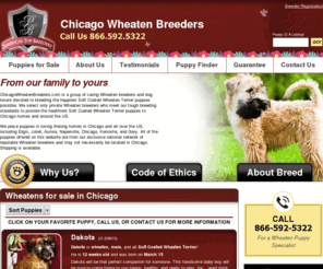 chicagowheatenbreeders.com: Chicago Wheaten Breeders.com
Chicago Wheaten Breeders.com is an association made up of the finest Wheaten breeders and dog lovers devoted to raising the best Soft Coated Wheaten Terrier puppies possible.