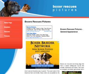 boxer-rescues-pictures.com: Boxers
Rescues are featured along with lists of Boxer breeders and clubs, and a gallery of pictures.