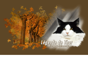 legende-de-thor.com: Chatterie de la Légende de Thor - Elevage de chats norvégiens
Chatterie de la Légende de Thor