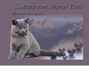 bkh-alpine-perle.com: Britisch Kurzhaar von Alpine Perle
Britisch Kurzhaar Katzen Hobbyzucht, Liebevolle Hobbyzucht in Kempten, Bayern