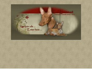 talsannat.com: Faraonský pes, Pharaoh hound, Kelb tal Fenek - Tal Sannat
Faraonský pes, Pharaoh hound, Kelb tal Fenek - Tal Sannat, since 1992 / od r.1992.