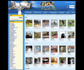 pupile.com: Pupile.com - zdjęcia kotów, tapety, koty, małe koty, kotki
Pupile - małe koty,zdjęcia kotów,tepety o kotach,kotki,konkursy