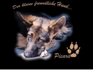 xn--regenbogenbrcke-bwb.net: P I C A R D , der kleine freundliche Hund
PICARD, der kleine freundliche Hund