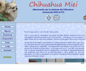 chihuahuamiei.com: CHIHUAHUA MIEI
Allevamento per la selezione del Chihuahua riconosciuto E.N.C.I. e F.C.I. 