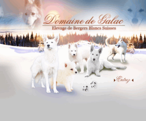 domainedegalac.com: berger blanc suisse montauban tarn et garonne toulouse eleveur chien chiot lof 82 haute garonne 31
Domaine de Galac, élevage de Berger Blanc Suisse près de Montauban (Tarn et Garonne, 82) et Toulouse (Haute Garonne, 31). Éleveur professionnel de chiens et chiots inscrits au LOF et confirmés.
