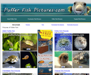 pufferfishpictures.com: Puffer Fish Pictures | Puffer Fish Photos
Pictures of Puffer Fish, Dwarf Puffer Fish, Tropical Fish and Freshwater Fish.