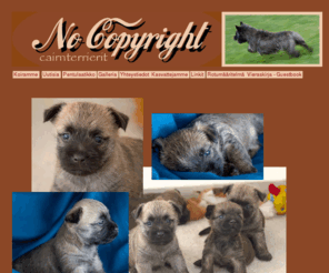 nocopyrightcairns.com: No Copyright Cairnterrierit - No Copyright Cairn Terriers
