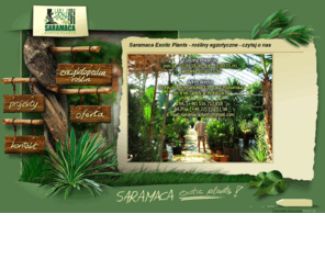 saramaca.pl: Rośliny egzotyczne - SARAMACA EXOTIC PLANTS
Rośliny egzotyczne - bambusy,drzewa oliwne, palmy, ficusy. Bardzo szeroki asortyment, rośliny średnie, duże - do 6 m, idealne do ogrodów zimowych .Bezpośredni import.