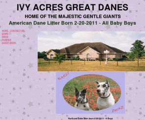 ivyacresgreatdanes.com: Ivy Acres Great Danes
great dane