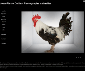 jeanpierrecollin.com: Photographe animalier-Photographe équin-chiens-chats-chevaux-animaux de compagnie-animaux sauvages-animaux de la ferme-animaux domestiques
Photographe, photographe animalier, photographe équin. Photos de chiens, chats, chevaux, animaux de la ferme, oiseaux, animaux de compagnie, animaux sauvages...