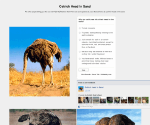 ostrichheadinsand.com: Pictures of Ostrich Head in Sand
So you want to see pictures of ostrich head in sand? We have many pictures of ostriches with their heads in the sand.