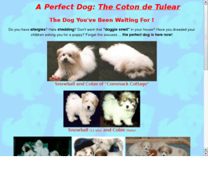 cotonpage.com: Coton Page
A Perfect dog, the Coton De Tulear. Non sheding, great personality, great with kids, and the dog to get if you have allergies. Breed details, email other owners, etc.