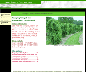 smartfarms-trees.com: Smart Farms -- Unique and Distinctive Trees for the Garden
Smart Farms is a small nursery dedicated to bringing unusual and beautiful trees and plants to the landscaper and / or the homeowner.  We are showcasing the Weeping Elm -- Ulmus Alata 'Lace Parasol' as part of the sales for this fall.  It is a compact weeper with extra nice winged branches that can be used for a special showcase plant or a row of them for a unique effect.