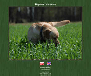 labradors.com.pl: Rogester Labradors
Breeders of Labrador Retrievers home of CH Poolstead Pol Roger, Poolstead Piper, CH Poolstead Puligny. See our website and meet our labradors, planned litters, puppies, pictures and show results 