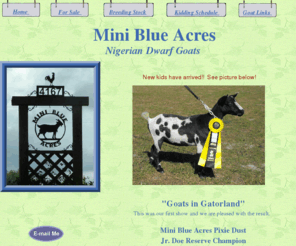 miniblueacres.com: Home
Nigerian Dwarf Goats 