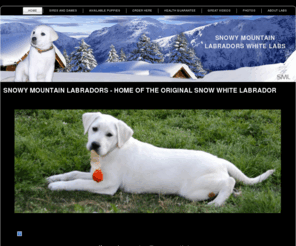 snowymtlabs.com: Snowy Mountain Labradors - Home of the original Snow White Labrador
White labrador puppies for sale. We sell full pure breed white lab pups. Reserve and Register your white labrador puppy today