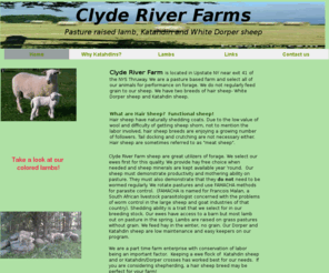 clyderiverfarms.com: Home page for NYHairSheep, the dedicated sheep site for Clyde River Farm
What are Hair Sheep?  Functional sheep!Hair sheep have naturally shedding coats. Due to the low value of wool and difficulty of getting sheep shorn, not to mention the labor involved, hair sheep breeds are enjoying a growing number of followers. Tail docking and crutching are not necessary either. Hair sheep are sometimes referred to as 