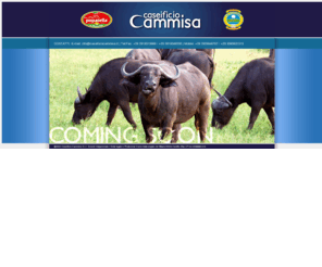 formaggicammisa.com: <<< Caseificio Cammisa >>>
