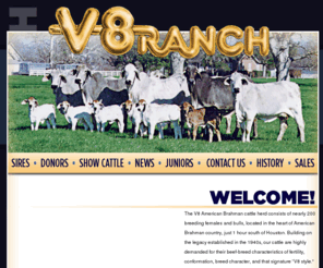 v8ranch.com: V8 Ranch — Registered Brahman Cattle, Ranches located in Boling and Hungerford, Texas

