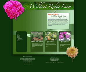 wildcatridgefarm.com: Wildcat Ridge Farm, Organic Fruits, Vegetable, Herbs, Dahlias, Peonies, Fig Trees, North Carolina
Wildcat Ridge Farm grows organic fruits, vegetables, herbs and fruit trees.  We cultivate award-winning peonies and dahlias.