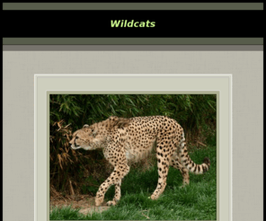 wildcats-online.com: Wildcats
Kadima is a small in-home cattery, breeding for and with longhaired Bengals only. 
On our homepage you will find lots of information about our cats, the history of the breed and photos of other long 
haired Bengals.