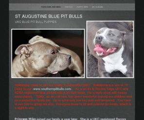 staugustinebluepitbulls.com: St. Augustine Blue Pit Bulls
UKC Blue Pit Bull Puppies