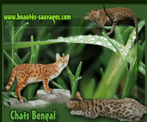 beautes-sauvages.com: beautes-sauvages.html
chats bengal, chats du bengal en suisse /> 
<meta name=