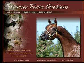 fairviewfarmarabians.com: ~ Fairview Farm Arabians ~
Fairview Farm Arabians has carefully selected a few impeccably bred, beautiful, athletic Arabian Horses to represent our farm. Quality foals by World renounded Stallions.